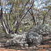 Red Mallee with Daisy Bluebush, Lake Gilles CP