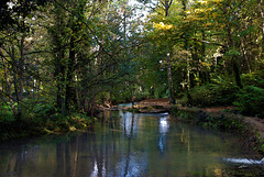 Sous-bois en automne