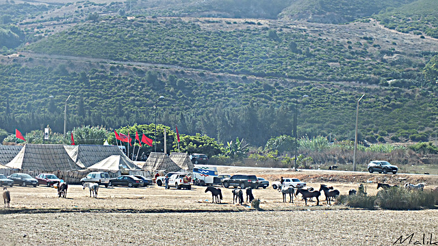 la fin du Salon du cheval a Aljadida.