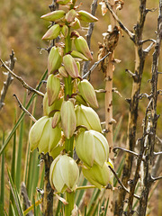 Yucca plant in second bloom