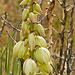 Yucca plant in second bloom