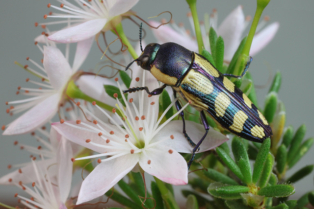 Castiarina malleeana, PL2598A