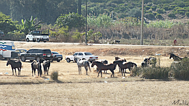 la fin du Salon du cheval a Aljadida.