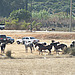 la fin du Salon du cheval a Aljadida.