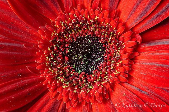 Gerbera Daisy in Red