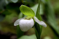 Sparrow's Egg Lady's Slipper