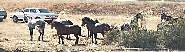 la fin du Salon du cheval a Aljadida.