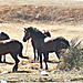 la fin du Salon du cheval a Aljadida.