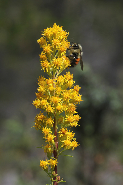 Goldenrod and Bumble Bee