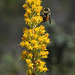 Goldenrod and Bumble Bee