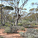 Red Mallee with Daisy Bluebush, Lake Gilles CP