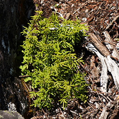 Fragile rock brake fern / Cryptogramma-stelleri