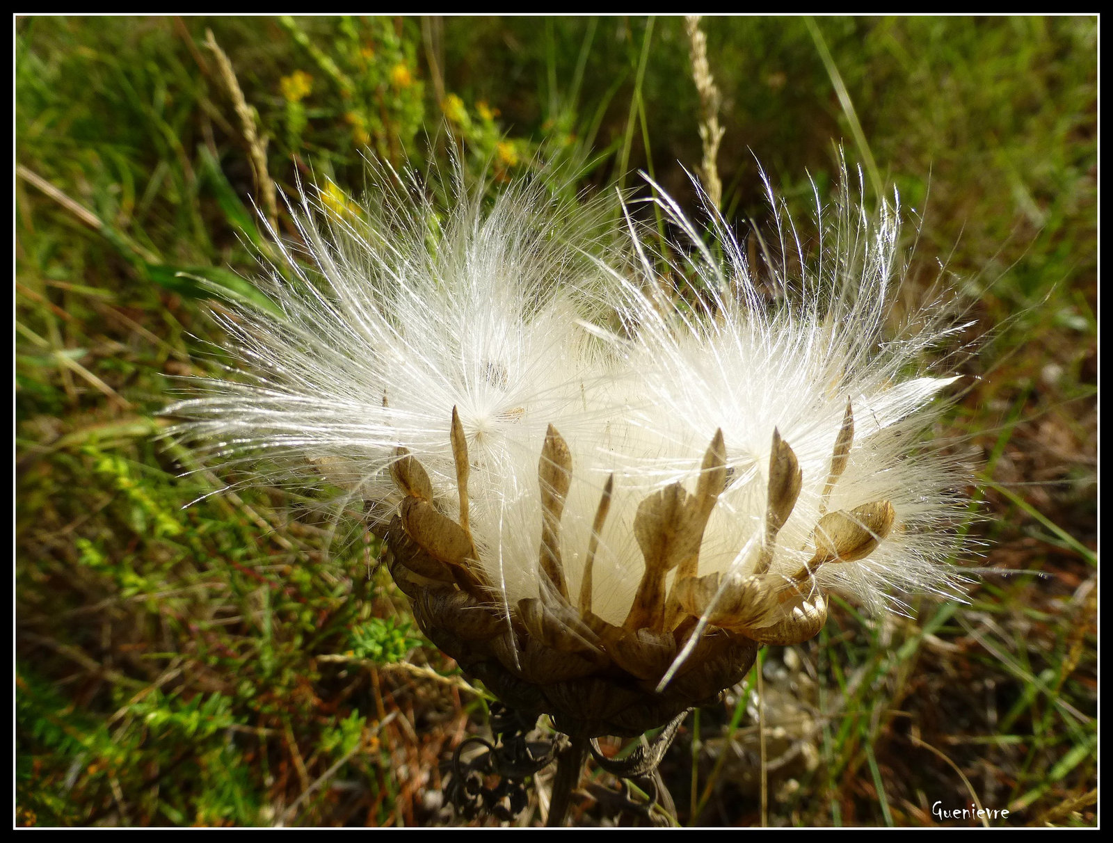 Fleur d'automne