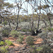 Red Mallee with Daisy Bluebush, Lake Gilles CP