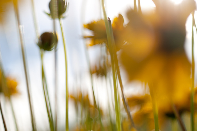 Sun Among Flowers