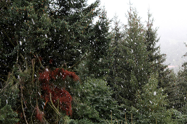 12 octobre- 1ere neige