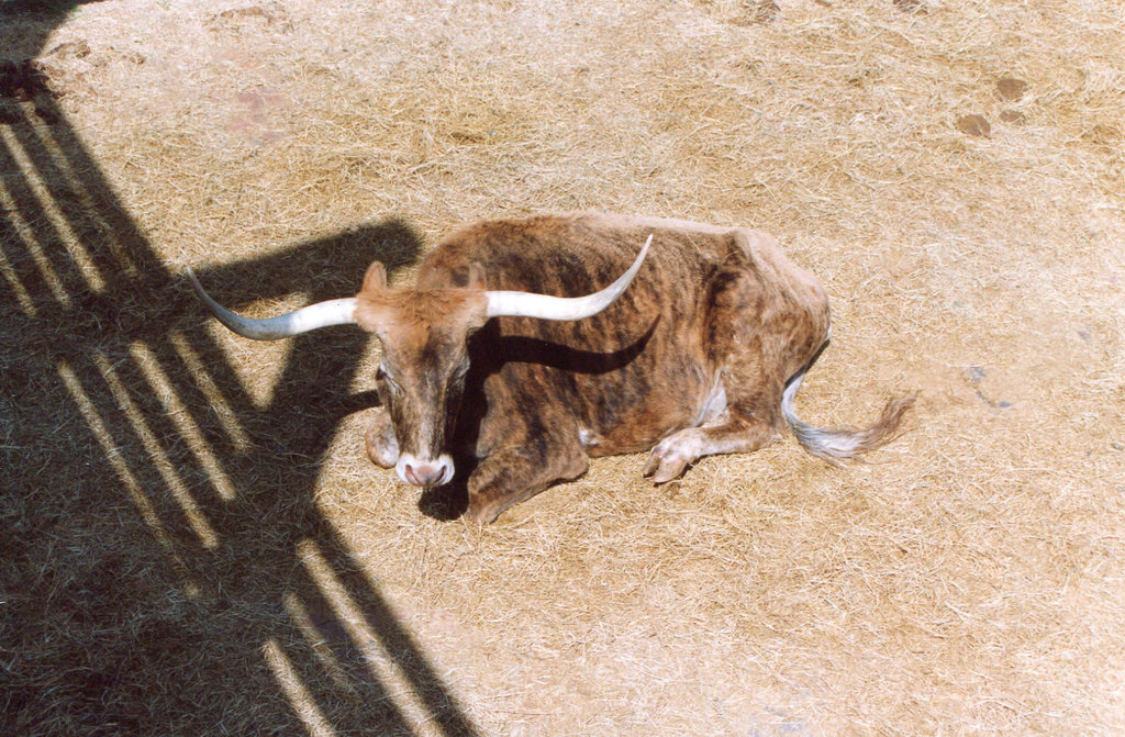 Texas Longhorn