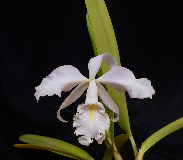 Cattleya maxima var. caerulea 'Hector' AM/AOS x self