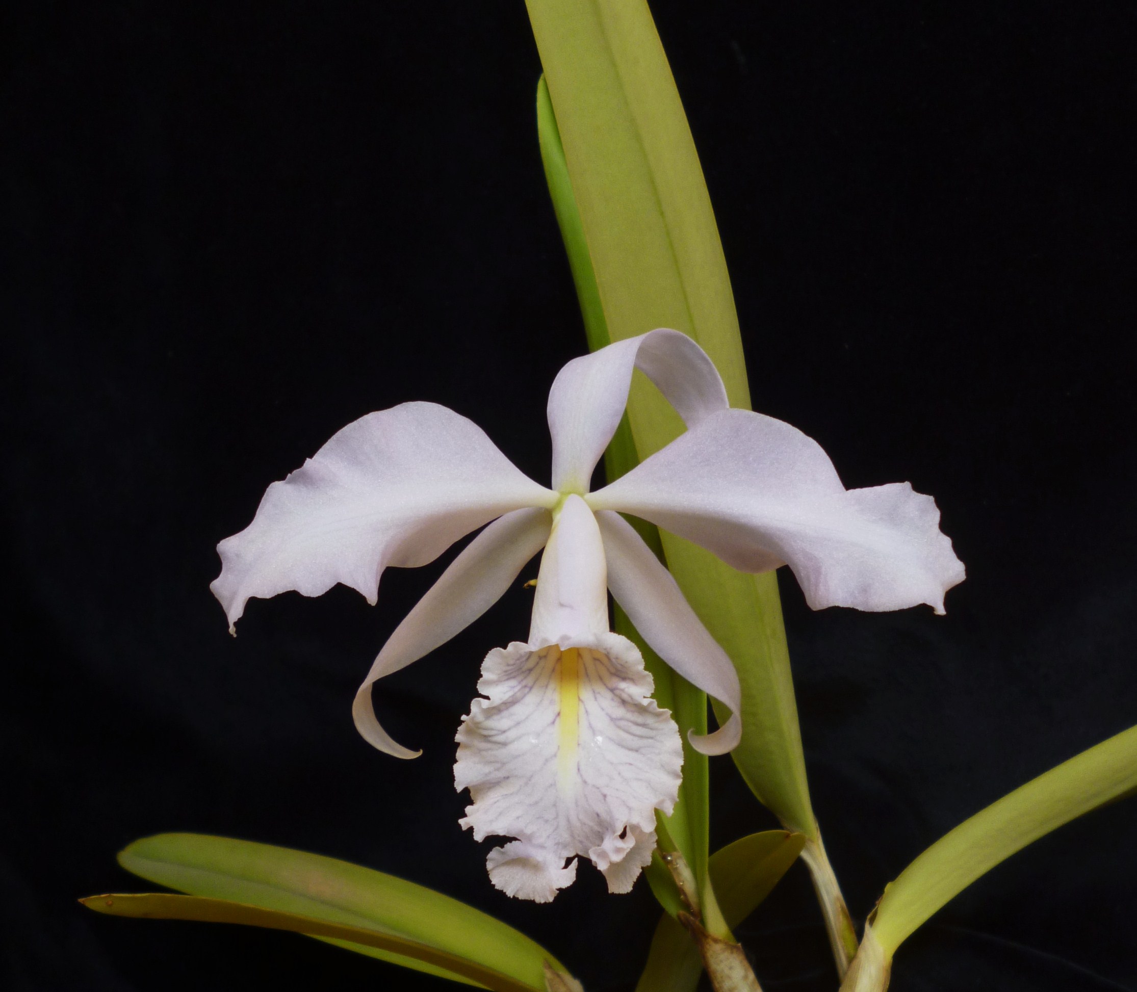 Cattleya maxima var. caerulea 'Hector' AM/AOS x self