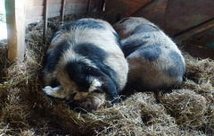 brympton d'evercy kune kune pigs