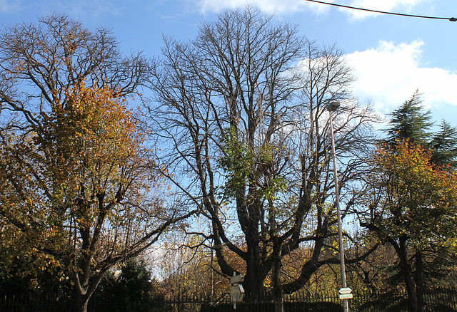 Marronnier (2)