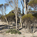 Broombush, Lake Gilles shore