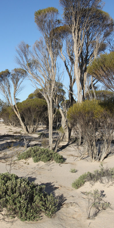 Broombush, Lake Gilles shore