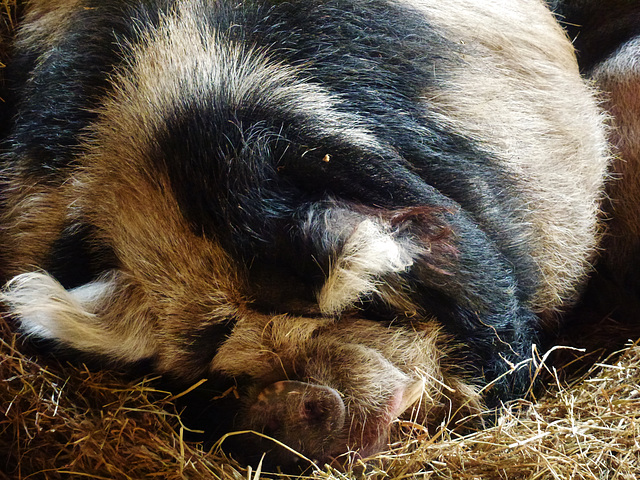 brympton d'evercy kune kune pigs