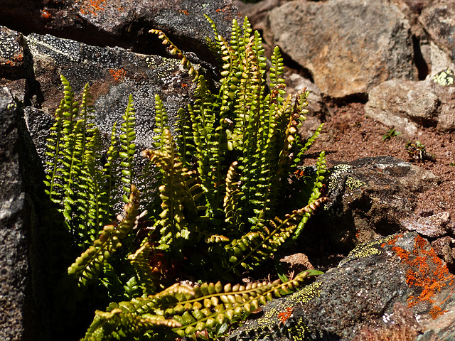 Fragile rock brake fern / Cryptogramma-stelleri