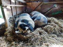 brympton d'evercy kune kune pigs