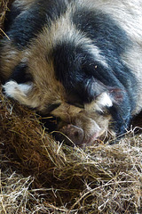 brympton d'evercy kune kune pigs