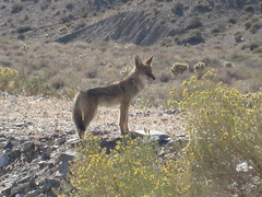 West Central NV2 252