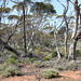 Red Mallee with Daisy Bluebush, Lake Gilles CP