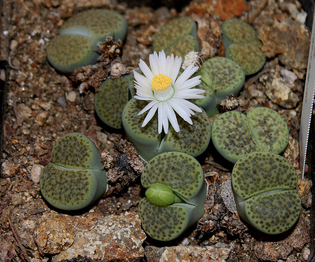 Lithops fulviceps 'Aurea' (2)