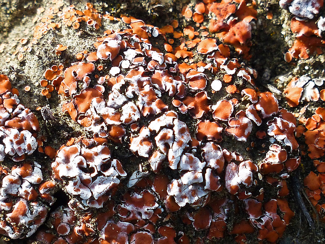 Psora decipiens lichen