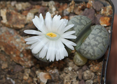 Lithops marmorata elisae