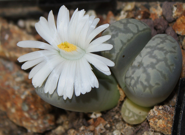 Lithops marmorata elisae  (3)