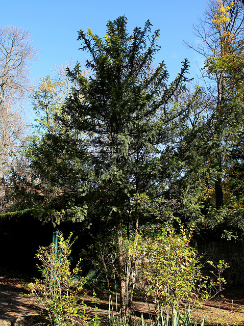 Taxus (2)