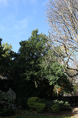 Taxus (3)