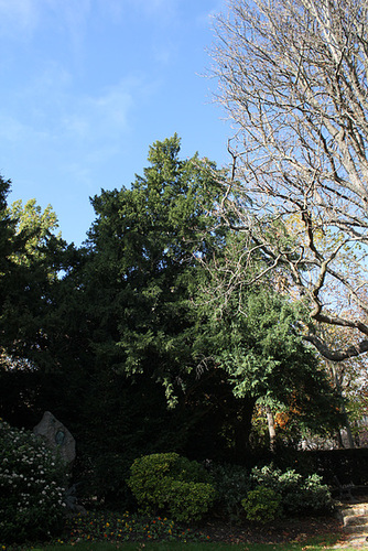 Taxus (3)