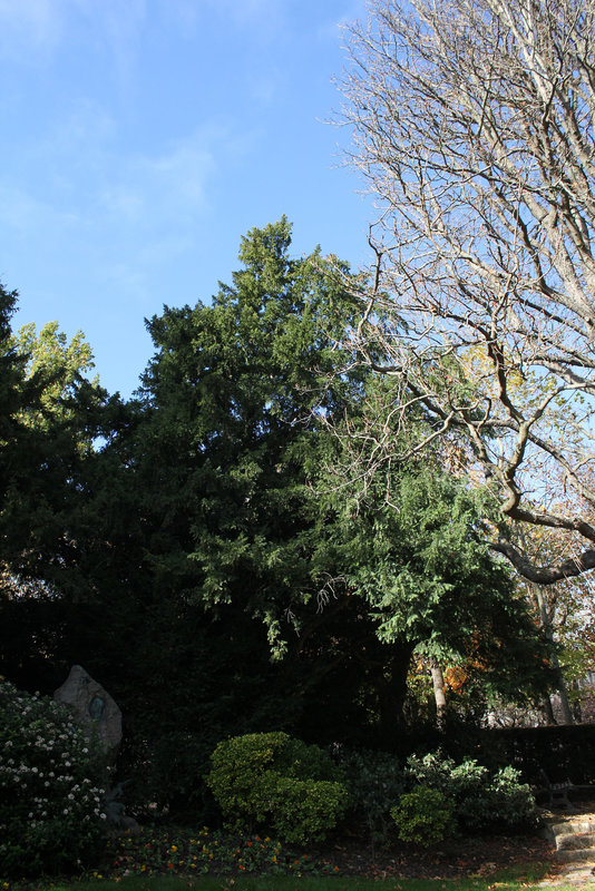 Taxus (3)