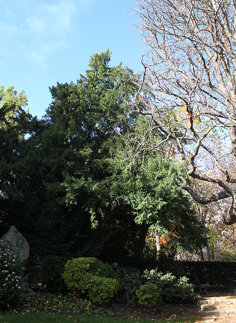 Taxus (4)