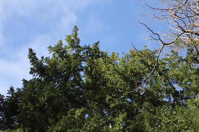 Taxus (5)