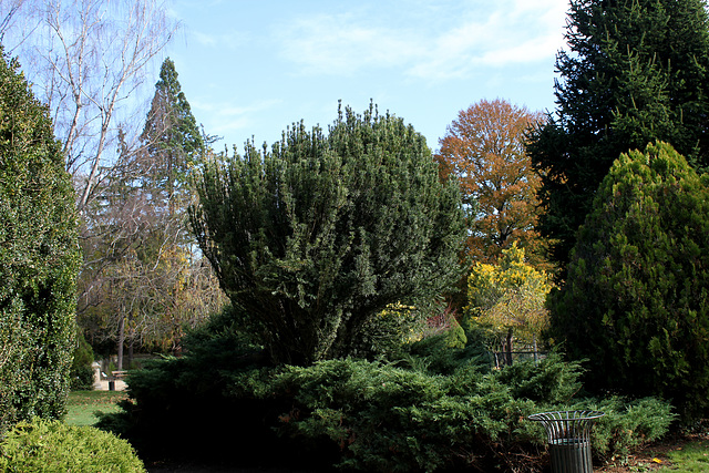 Taxus baccata fastifiata