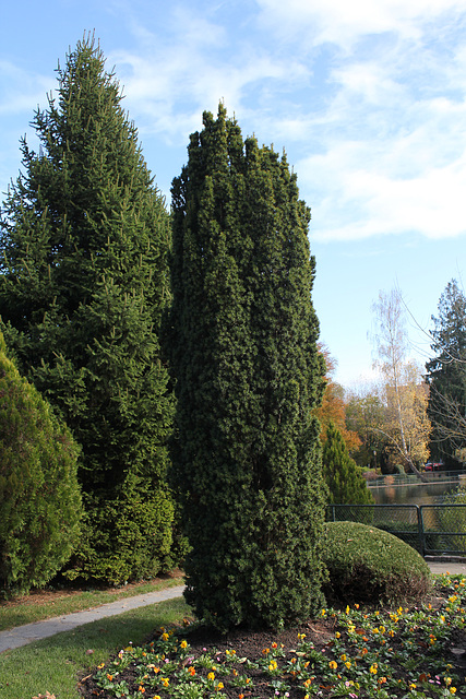 Taxus baccata fastigiata