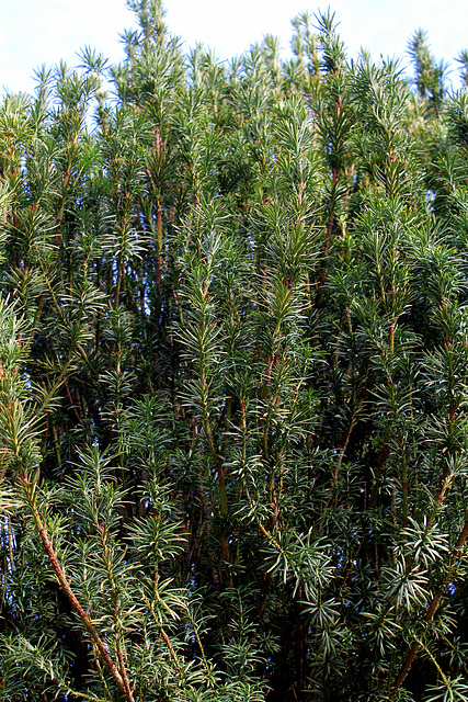 Taxus (9)