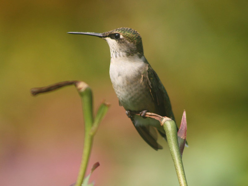 Hummingbird Portrait