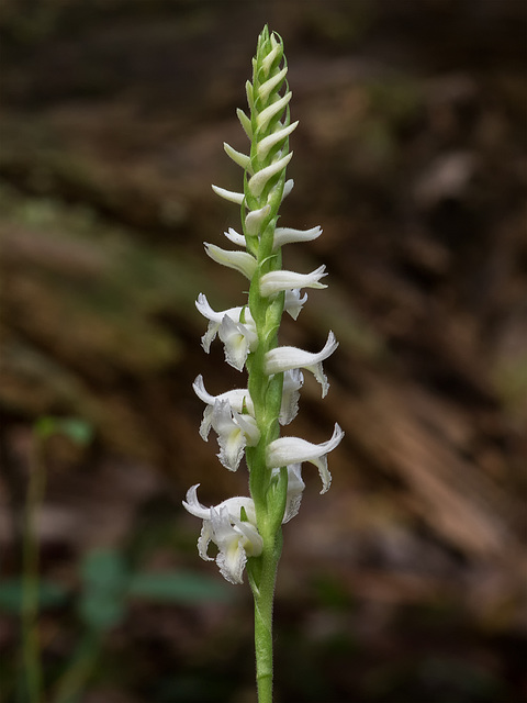 Spiranthes odorata (Fragrant Ladies'-tresses orchid)