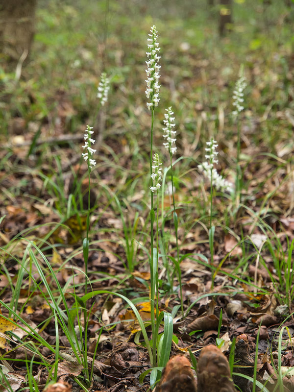 Spiranthes odorata (Fragrant Ladies'-tresses orchid)