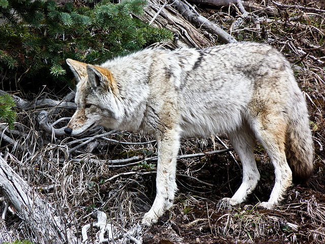 Coyote on the prowl